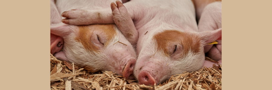 Schlafende Schweine. Foto: Roy Buri, Pixabay.