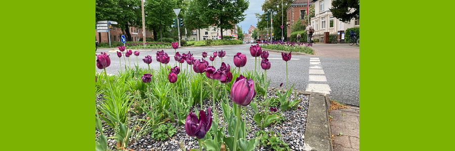 Tulpen am Handwerkerplatz. Foto: Hansestadt Lüneburg.
