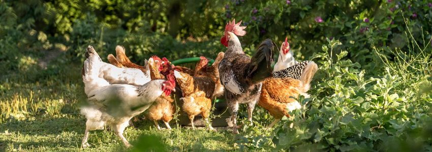 Hühner im Wald. Foto: Andreas Göllner, Pixabay.