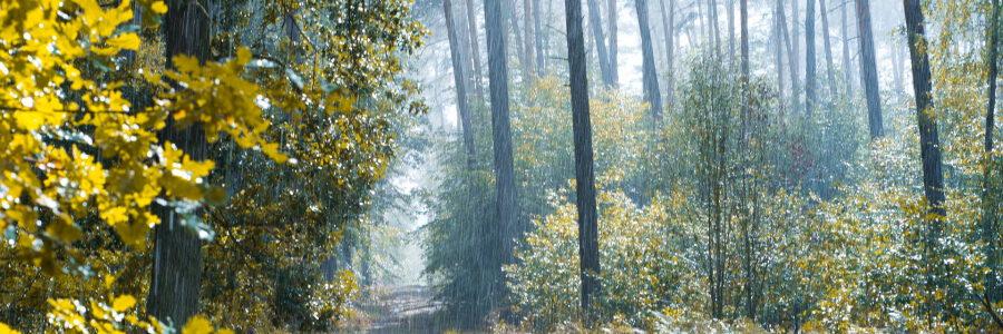 Regen, Wald, Foto: dife88, Pixabay.