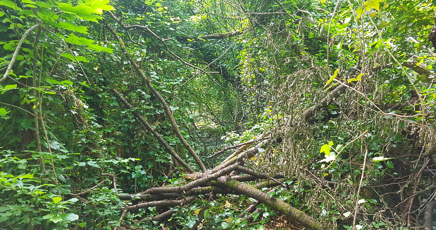 Stadtdschungel. Foto: AG Urbane Wildnis.