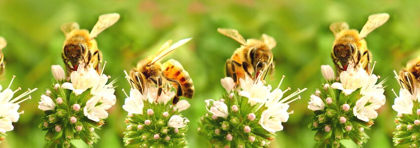 Bienen auf Blüten. Foto: Beverly Buckley, Pixabay.