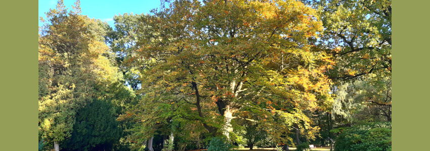 Baum im Breiding Garten in Soltau. Foto: Lüne-Blog.