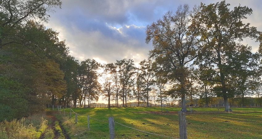 Wald und Wiese im Herbst. Foto: Lüne-Blog.