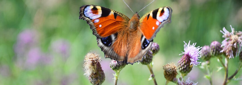 Schmetterling auf Blüte. Foto: Marianq, Pixabay.