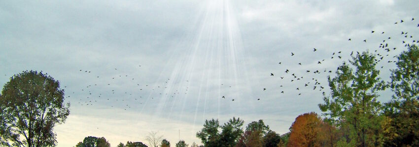 Vögel über einem Feld. Foto: PublicDomainPictures, Pixabay.
