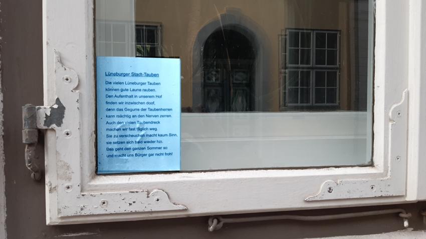 Lüneburger Stadttauben. Gedicht in einem Fenster in der Altstadt. Foto. Lüne-Blog.