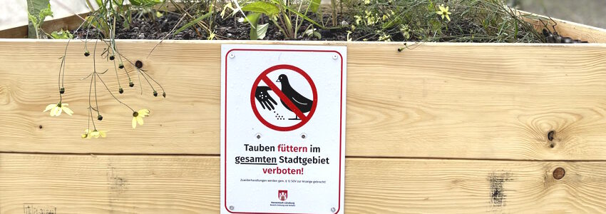 Taubenfütterungsverbot: Schild auf dem Marktplatz. Foto: Hansestadt Lüneburg.