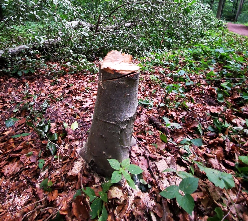 Abgesägter Baum im Lüner Holz. Foto: Stadtforstamt Lüneburg.