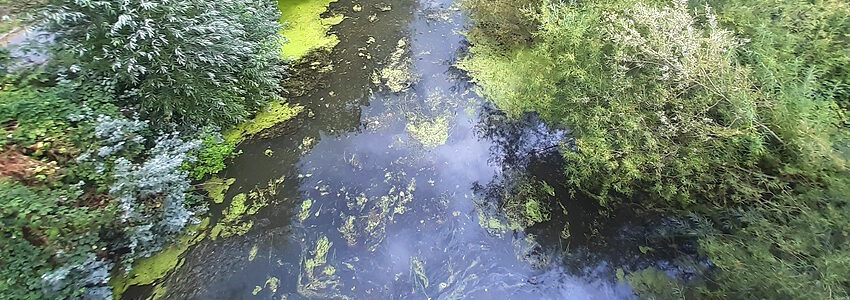 Wasser im Lösegraben, Lüneburg, August 2022. Die Wasserpflanzen auf dem Grund des Gewässers sind sichtbar. Foto: Lüne-Blog.