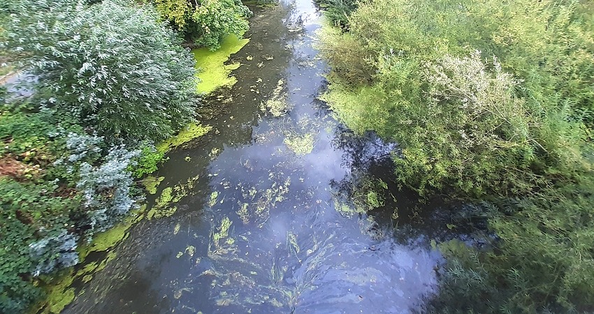 Wasser im Lösegraben, Lüneburg, August 2022. Die Wasserpflanzen auf dem Grund des Gewässers sind sichtbar. Foto: Lüne-Blog.
