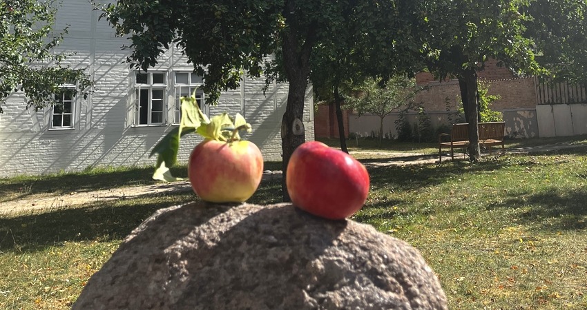 Apfelernte im Bürgergarten des Landkreises Lüneburg. Foto: Landkreis Lüneburg.