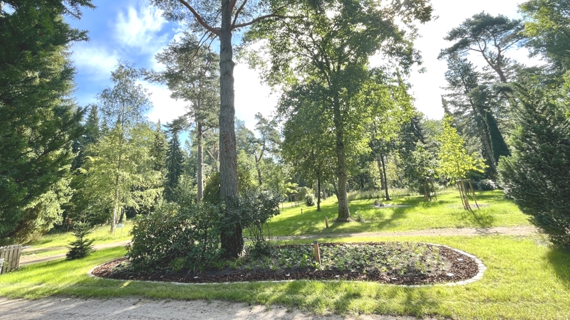 Foto: Hansestadt Lüneburg. Baumgrabstätten gibt es unter anderem auf dem Waldfriedhof Lüneburg.