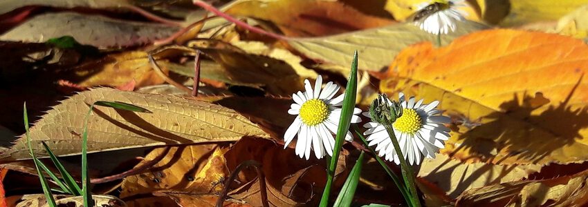 Herbstblätter im Garten. Foto: Marie Gaëlle Guillet, Pixabay.