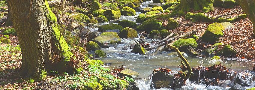 Wasserlauf/Quelle im Wald. Foto: congerdesign, Pixabay.