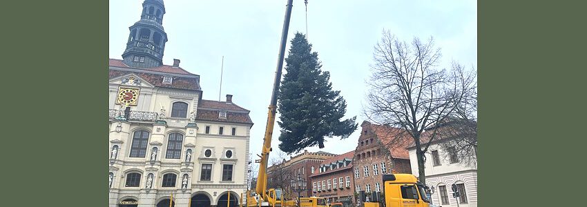Der Weihnachtsbaum kommt zum Rathaus. Foto: Hansestadt Lüneburg.