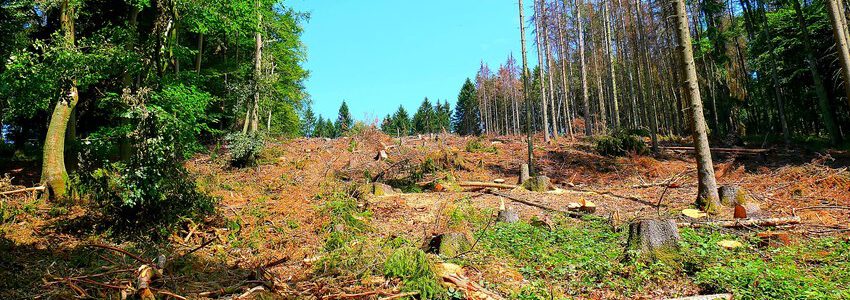 Wald, Holzeinschlag, Foto: Achim Kemper, Pixabay.