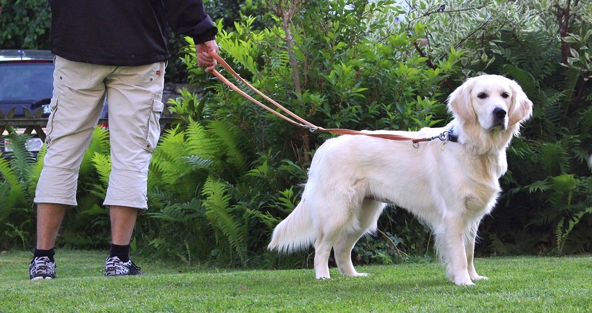 Hund an der Leine im Grünen. Foto: Xaya, Pixabay.