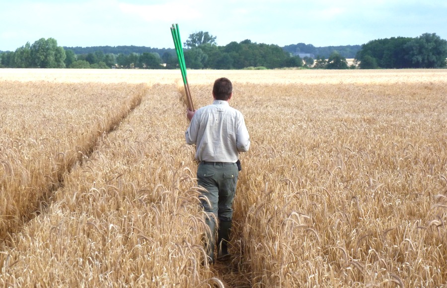 Foto: Hermann Feuchter. Mit Markierstangen und Funkgerät durchschreitet Stefan Beilke das Feld, um den Horst zu markieren, bevor die Mähmaschinen kommen.