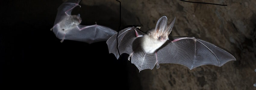 Fledermaus Braunes Langohr. Foto: NLWKN.