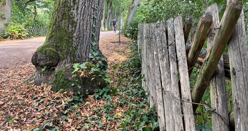 Jägerzaun auf der Bastion (Liebesgrund). Foto: Hansestadt Lüneburg.