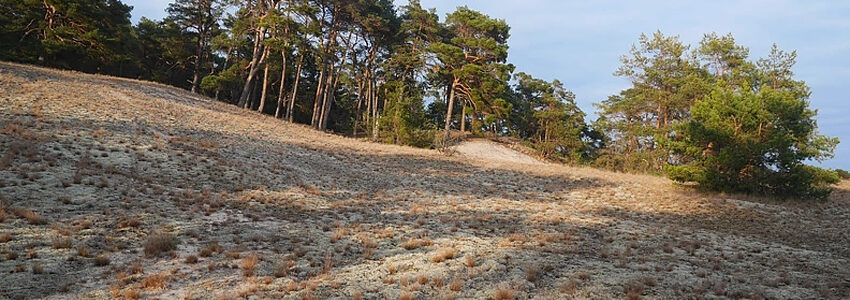 Dünengebiet bei Kaarßen. Foto: Landkreis Lüneburg.