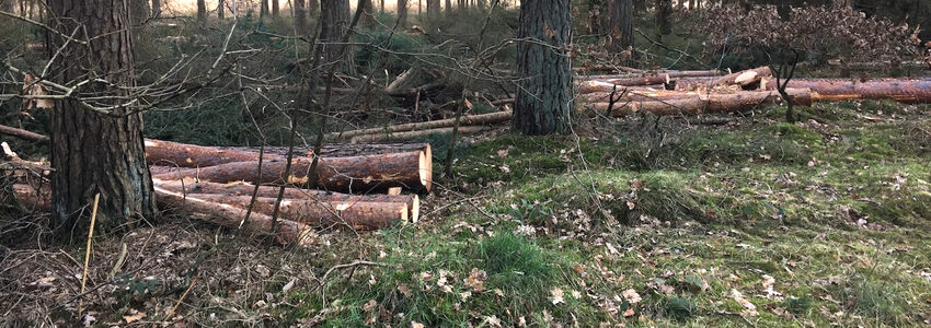 Baumstämme im Wald. Foto: BUND.