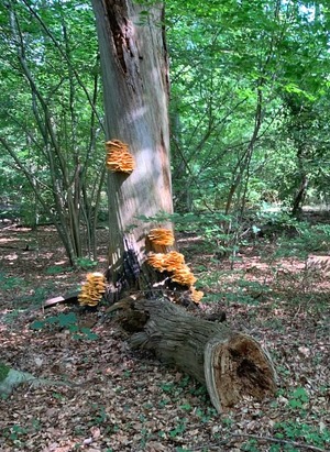 Totholz und Pilze: Pilze sind elementar für die Zersetzungskette im Wald. Totholz ist Lebensraum für eine Vielzahl von Arten. Foto: Thomas Hapke.