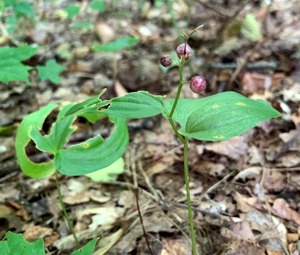 Zweiblättrige Schattenblume, eine Zeigerpflanzen für „alte Waldstandorte“. Foto: Thomas Hapke.