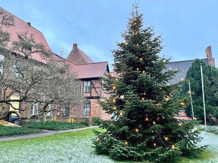 Weihnachtsbaum im Lüneburger Rathausgarten. Foto: Hansestadt Lüneburg.