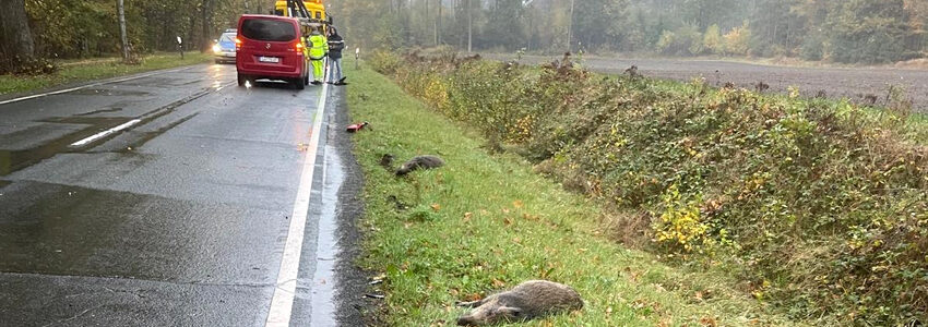 Foto: Jörg Eberitzsch. Insgesamt neun Wildschweine starben bei dem Zusammenstoß mit einem Pkw am Montag bei Soderstorf.