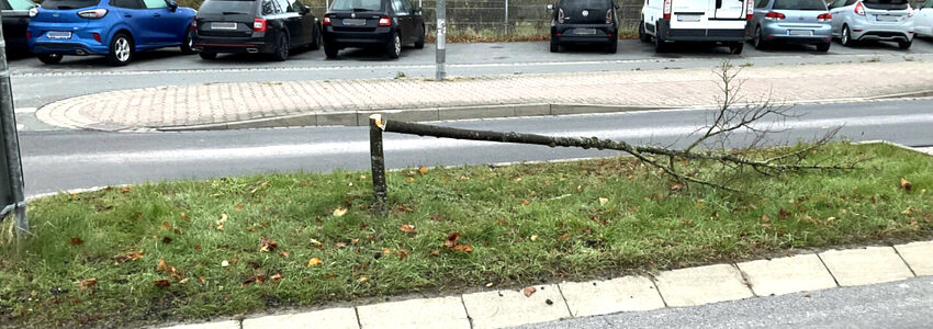 Gefällter Baum in der Bleckeder Landstraße. Foto: Hansestadt Lüneburg.