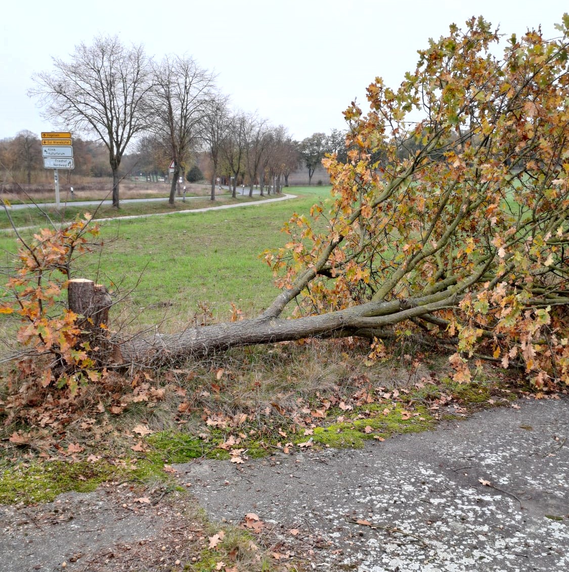 Foto: Hansestadt Lüneburg. Gefällte Eiche am Wienebütteler Weg.