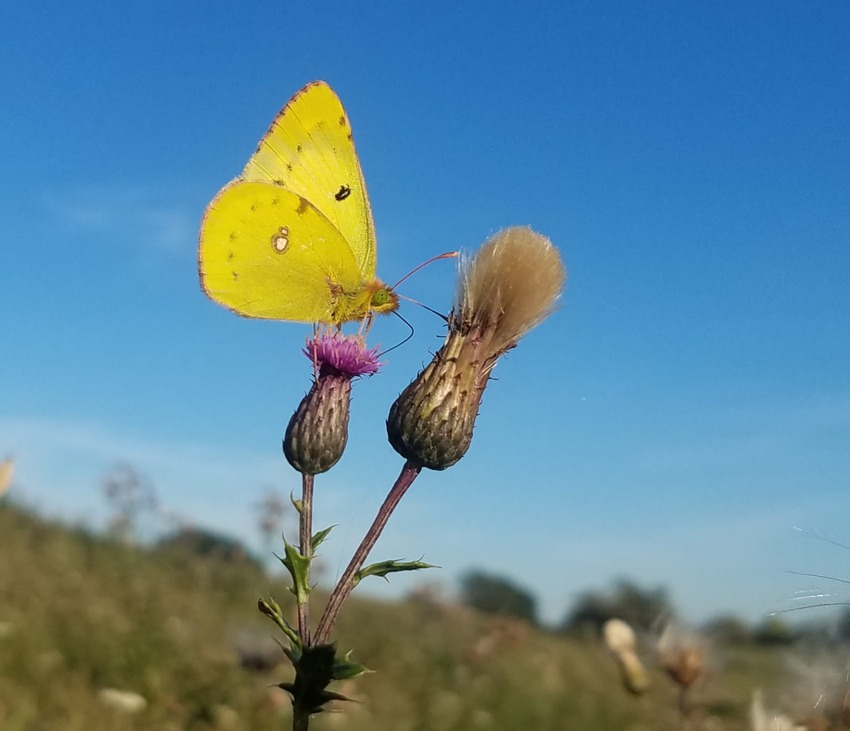 Schmetterling. Foto: NABU Kreisgruppe Lüneburg.