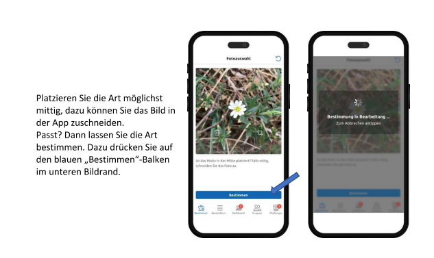Grafik: Alfred Toepfer Akademie für Naturschutz. Anleitung für die App ObsIdentify (Ausschnitt): So einfach kann man damit Pflanzen bestimmen.
