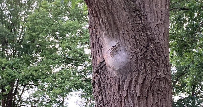 Foto: Landkreis Lüneburg. Eichenprozessionsspinner vor ort: Nest der Fadenwürmer an einer Eiche.