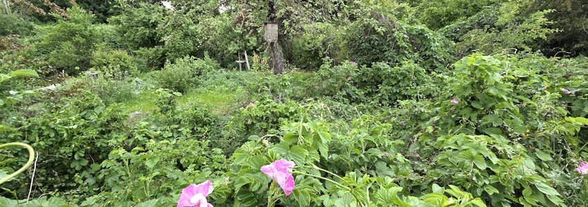 Garten in Lüneburg: Bäume und Büsche. Foto: Lüne-Blog.