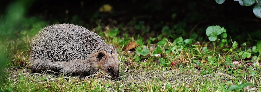 Igel im Garten. Foto: Alexa, Pixabay.