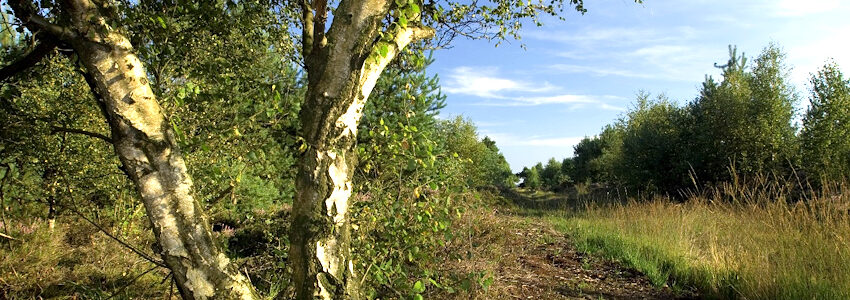 Naturkundliche Wanderung: Niedermoor Dieksbeck. Foto: NABU Lüneburg.