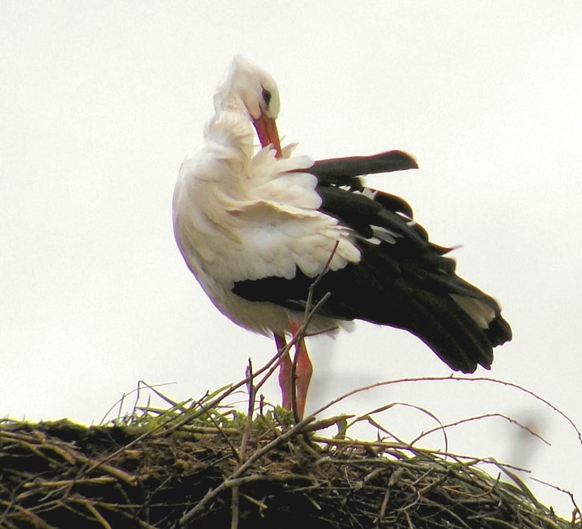 Foto: M.L. Tucholski. Storch in Echem - schon gespannt auf auf Echem rockt!