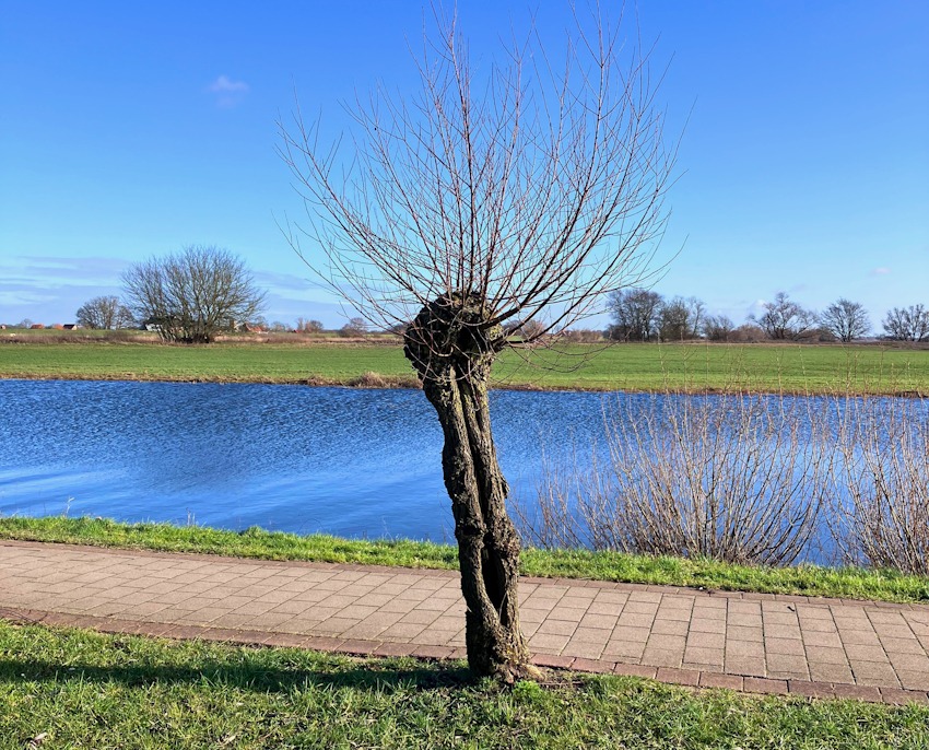 Foto: Landkreis Lüneburg. Kopfweide bei Bleckede.