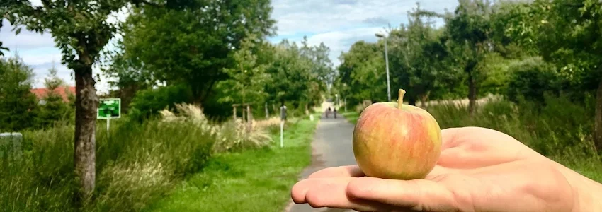 Foto: Hansestadt Lüneburg. Hier ist Pflücken erlaubt! Apfelallee in Kaltenmoor.