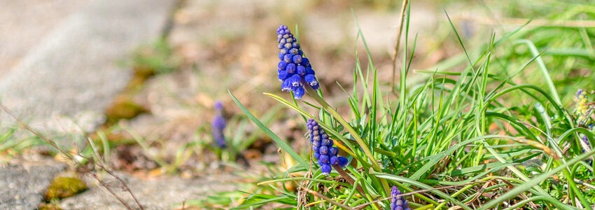 Blume zwischen Pflastersteinen. Foto: Michaela Wenzler, Pixabay.