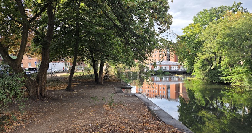 Foto: Lüne-Blog. Ilmenau-Ufer, 11. September 2025. Bis zur Brücke Bei der Abtsmühle wurden Büsche und Unterholz gerodet.
