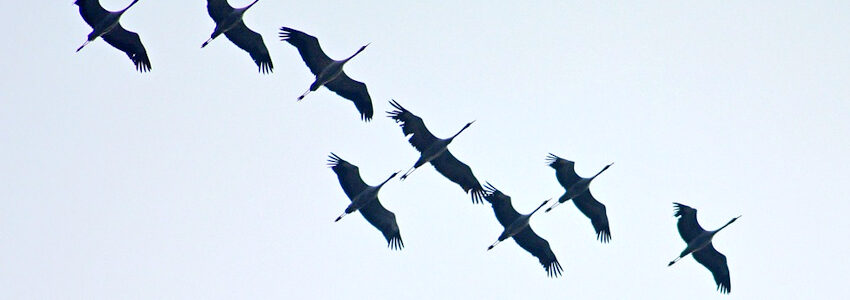 Fliegende Kraniche. Foto: Klaus Hausmann, Pixabay.