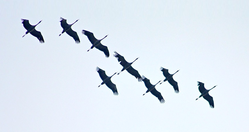 Fliegende Kraniche. Foto: Klaus Hausmann, Pixabay.