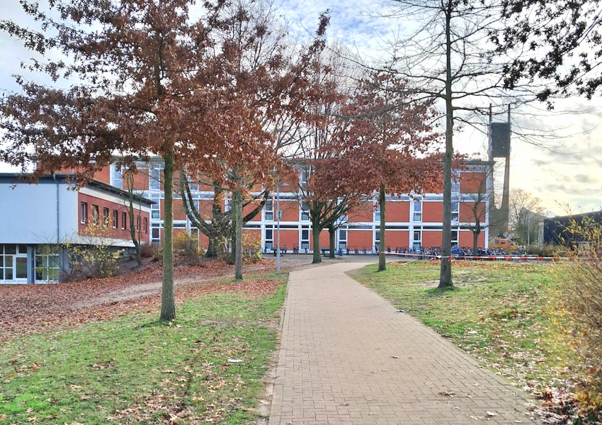 Foto: Hansestadt Lüneburg. Die neun Sumpf-Eichen, hier noch an der IGS Kreideberg, finden einen neuen Standort auf einem städtischen Feld gegenüber vom Nord-West-Friedhof.
