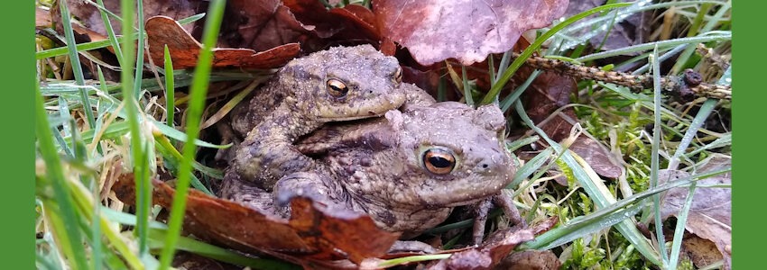 Foto: BUND RV Elbe-Heide. Krötenpaar auf der Wanderschaft.