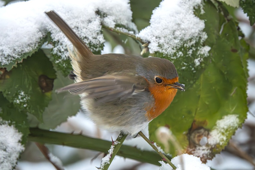 Foto: NABU Lüneburg. Rotkelchen im Schnee.