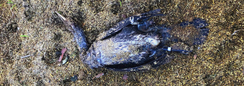 Foto: A.S. Toter Kormoran auf Wildfütterung, gefunden im März 2026 im Landkreis Lüneburg. Wildvögel sind Überträger der Vogelgrippe.